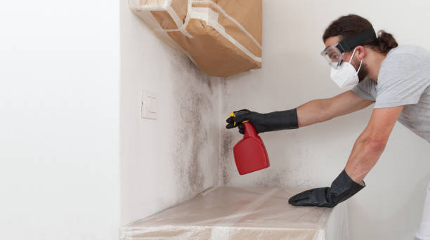 Professional Attic Mold Remediation technician working in Westwood, NJ