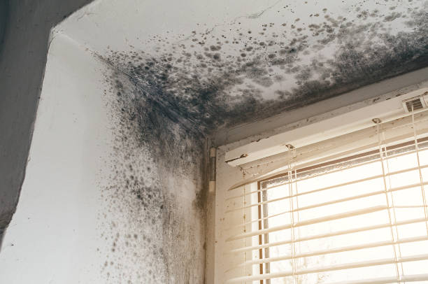 Affordable Attic Mold Remediation solutions in Westwood, NJ