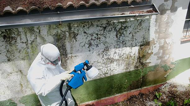 Top rated local Attic Mold Remediation specialists in Westwood, NJ